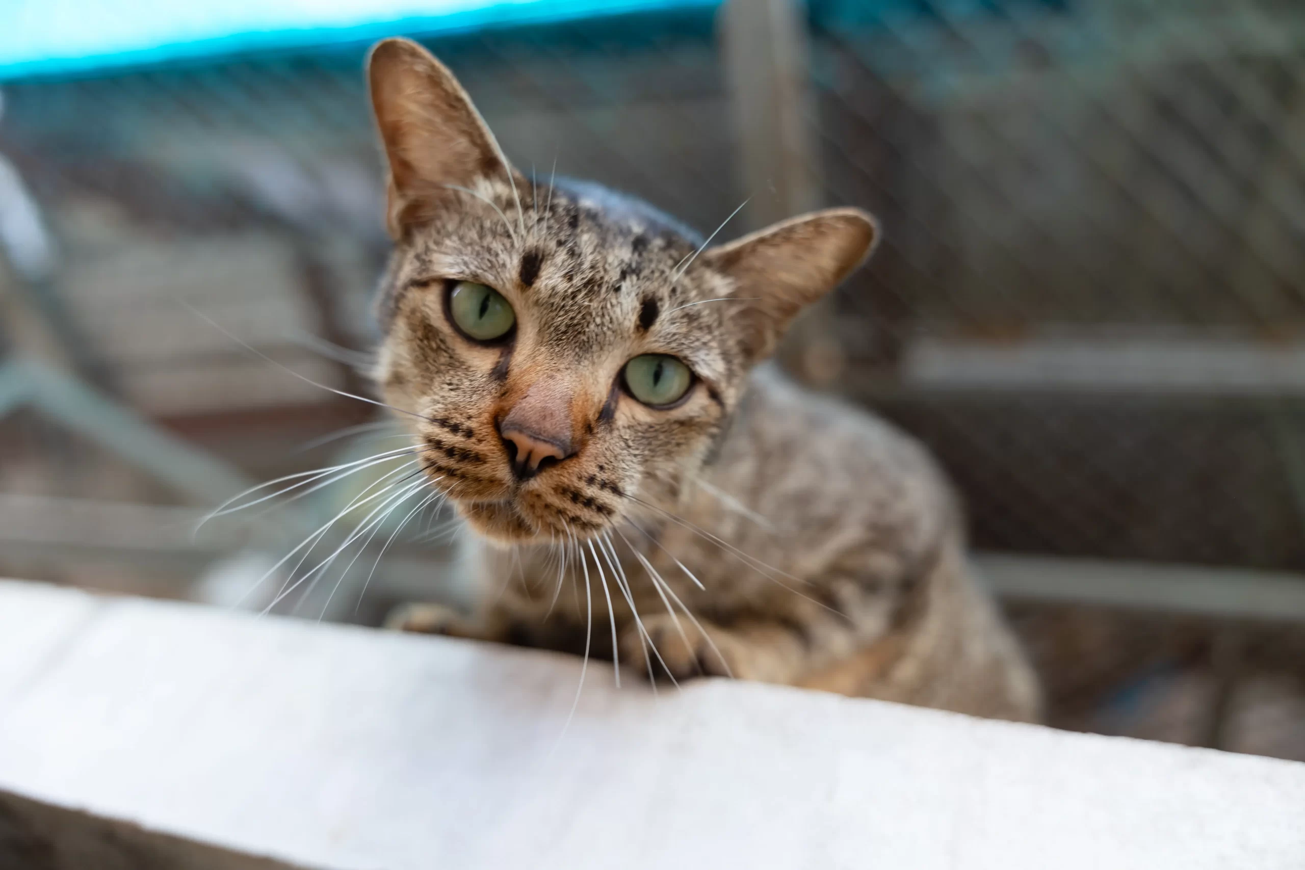 แบ่งปันน้ำใจคืนสู่สังคม Attitude Clinic ครบรอบ 7 ปี มอบอาหารและเวชภัณฑ์ยาจำเป็นให้กับมูลนิธิสันติสุขเพื่อสุนัขและแมวจรจัด