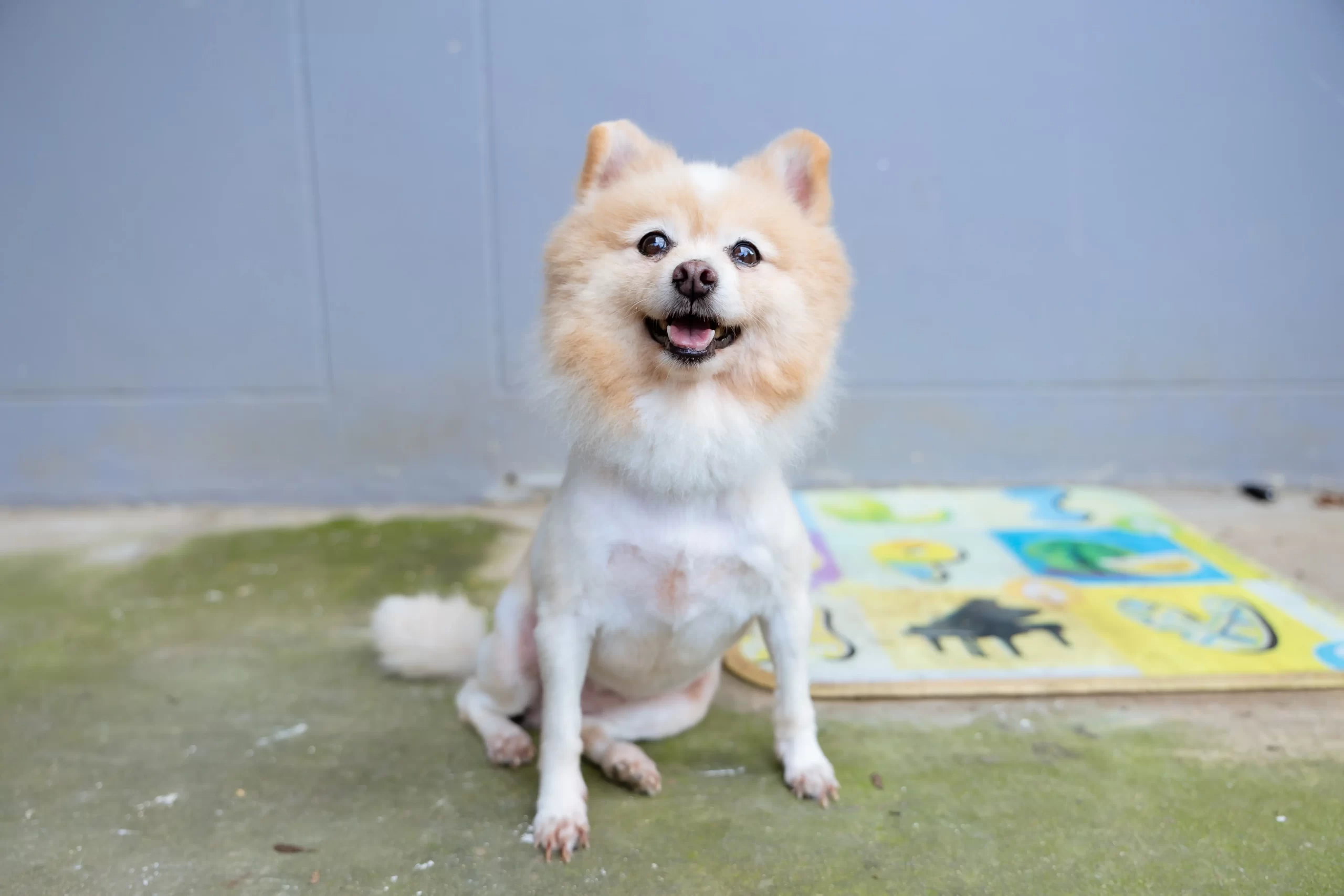 แบ่งปันน้ำใจคืนสู่สังคม Attitude Clinic ครบรอบ 7 ปี มอบอาหารและเวชภัณฑ์ยาจำเป็นให้กับมูลนิธิสันติสุขเพื่อสุนัขและแมวจรจัด